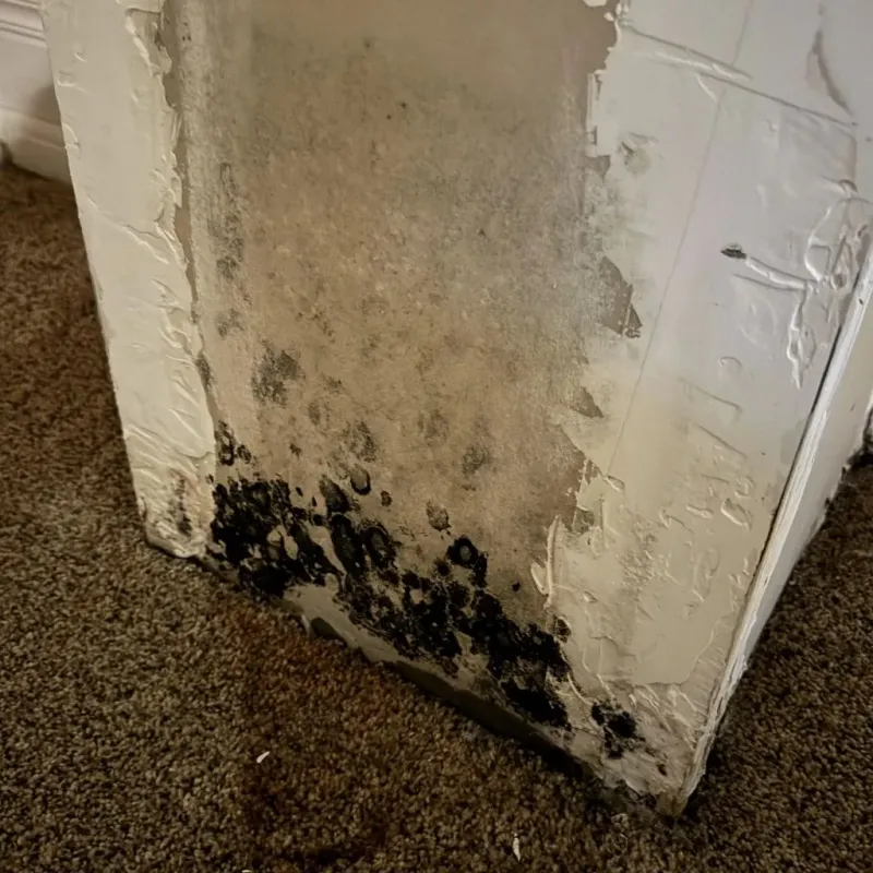 Professional Mold Removal in Hawthorne, NV